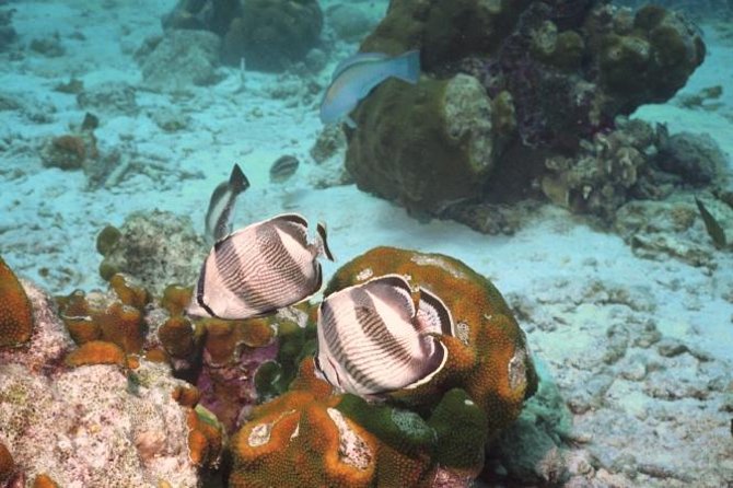 Pelican Rock Snorkeling and Sightseeing Adventure - Overview and Itinerary