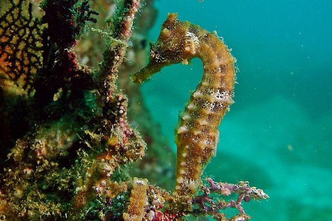 Pelican Rock Snorkeling and Sightseeing Adventure - Traveler Photos and Reviews