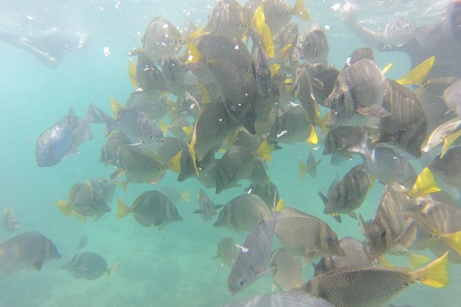 Pelican Rock Snorkeling and Sightseeing Adventure - The Sum Up