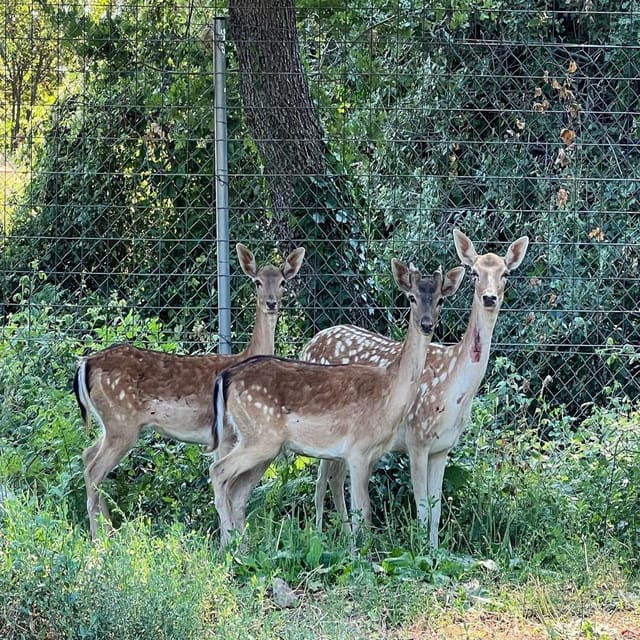 Pelion Private Nature Experience : Farm-to-Table Cooking - Final Thoughts