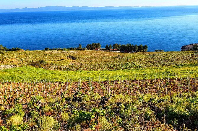 Peljesac and Ston Private Wine Tour With Tastings From Dubrovnik - Recommendations