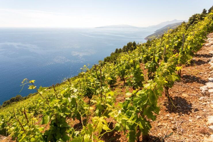 PelješAc Full-Day Wine and Food Tour From Dubrovnik - Pickup Locations & Group Size