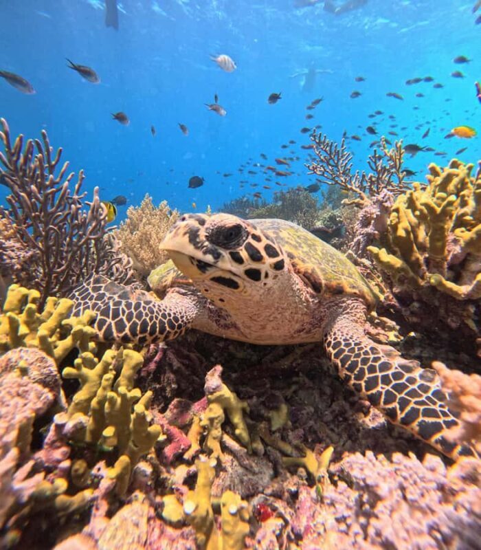 Pemuteran Bali: Menjangan Island Snorkeling Trip with Lunch - What to Expect from the Menjangan Island Snorkeling Trip