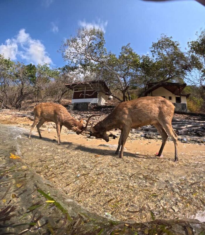 Pemuteran Bali: Menjangan Island Snorkeling Trip with Lunch - The Value of This Experience