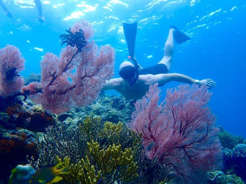 Pemuteran Bali: Menjangan Island Snorkeling Trip with Lunch - Exploring Bali’s Hidden Gem: Menjangan Island Snorkeling Trip with Lunch