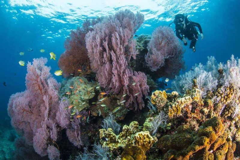 Pemuteran: Biorock Dive Master Internship - Pricing & Value