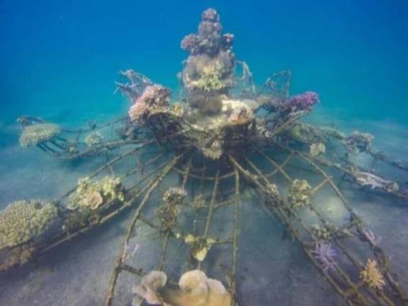 Pemuteran: Biorock Dive Master Internship - FAQ