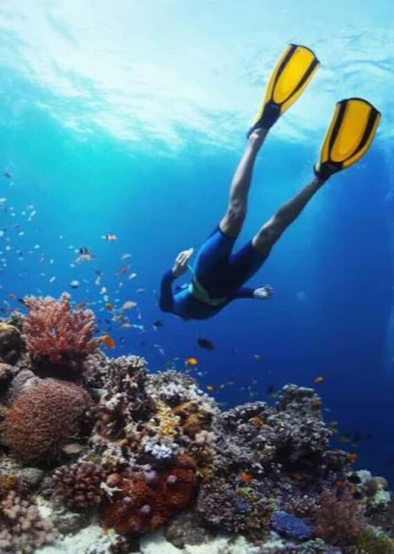 Pemuteran: Biorock Dive Master Internship - An Authentic Dive into Bali’s Coral Conservation and Marine Life