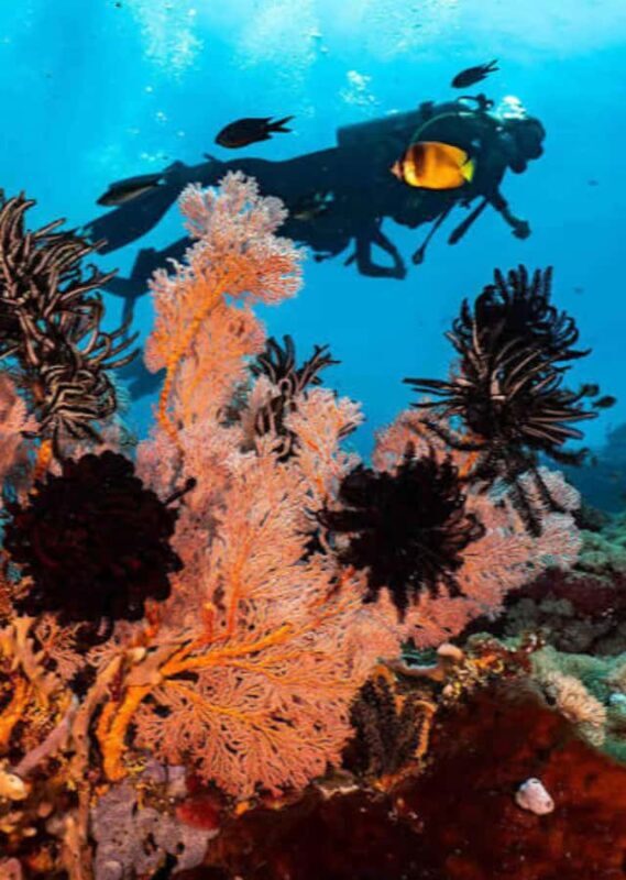 Pemuteran: Biorock Dive Master Internship - Practical Details and Logistics