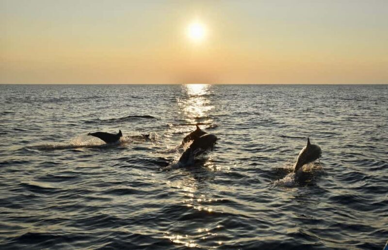 Pemuteran: Dolphin Watching Tour with Hotel Transfer - Why Choose the Pemuteran Dolphin Watching Tour?