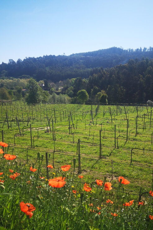 Penafiel Tour:Vinho Verde Winery + Historical Center + Lunch - Good To Know