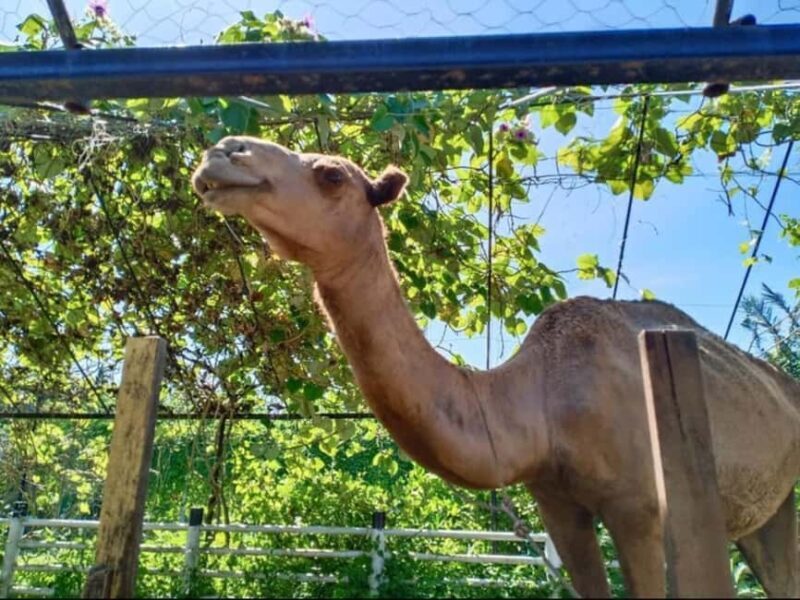 Penang: Balik Pulau Batik Painting & Mini Zoo Petting - What Reviewers Say: Authentic Insights