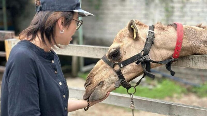 Penang: Balik Pulau Batik Painting & Mini Zoo Petting - Exploring Penang’s Countryside: What You Can Expect