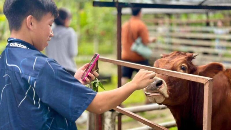 Penang: Balik Pulau Batik Painting & Mini Zoo Petting - Who Will Love This Experience?