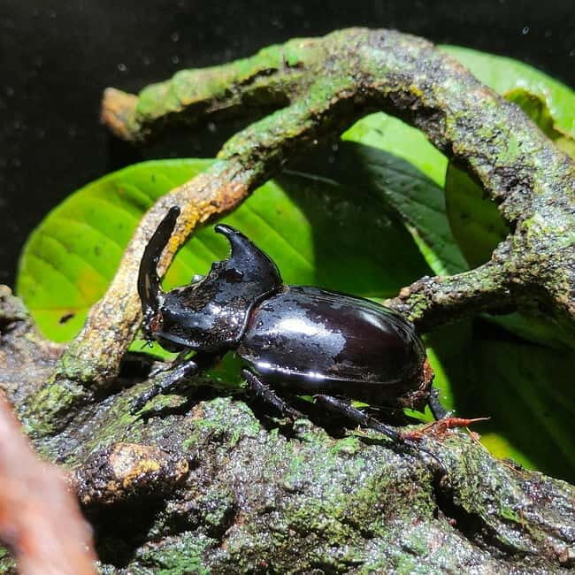 Penang: Entopia General Admission Tickets - Introduction