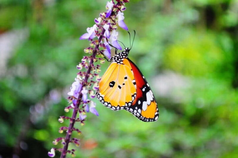 Penang: Entopia General Admission Tickets - What to Expect on Your Visit