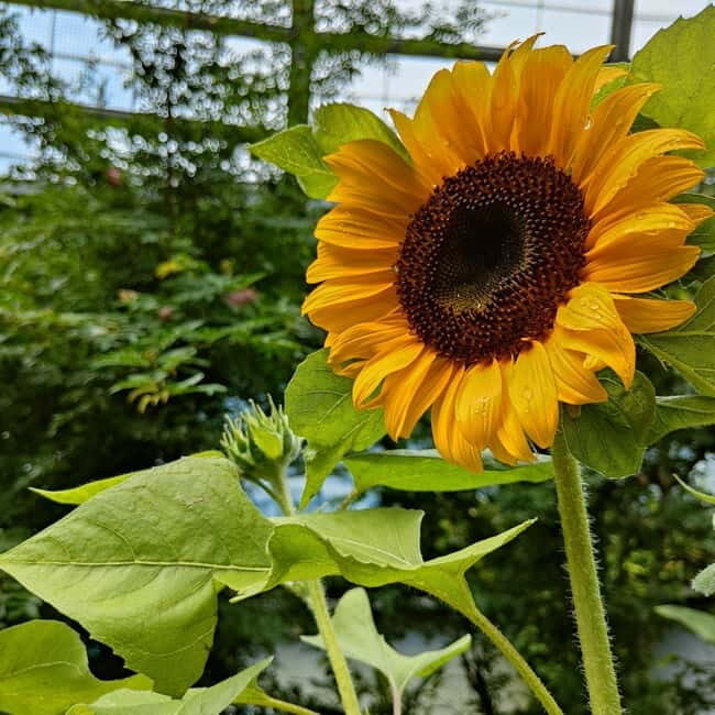 Penang: Entopia General Admission Tickets - FAQ