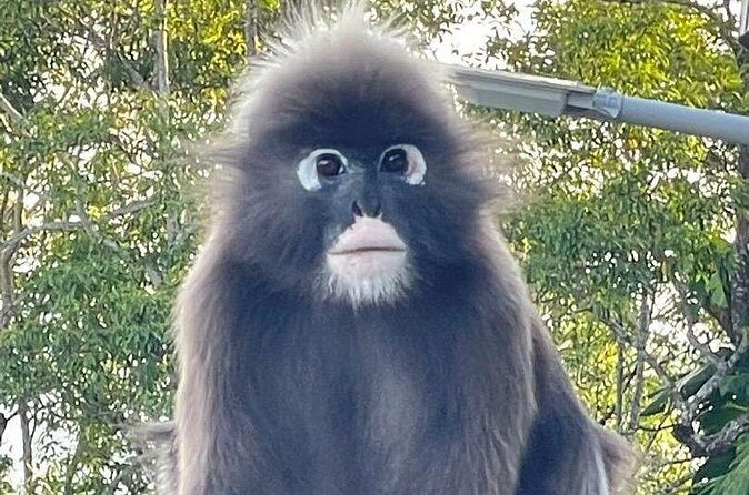 Penang Private Tour with Hill, Temple and Heritage Experience - Chew Jetty: Stilt houses and history