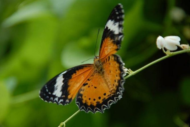 Penang Round Island Tour With Tropical Spice Garden & Entopia Butterfly Farm - Good To Know