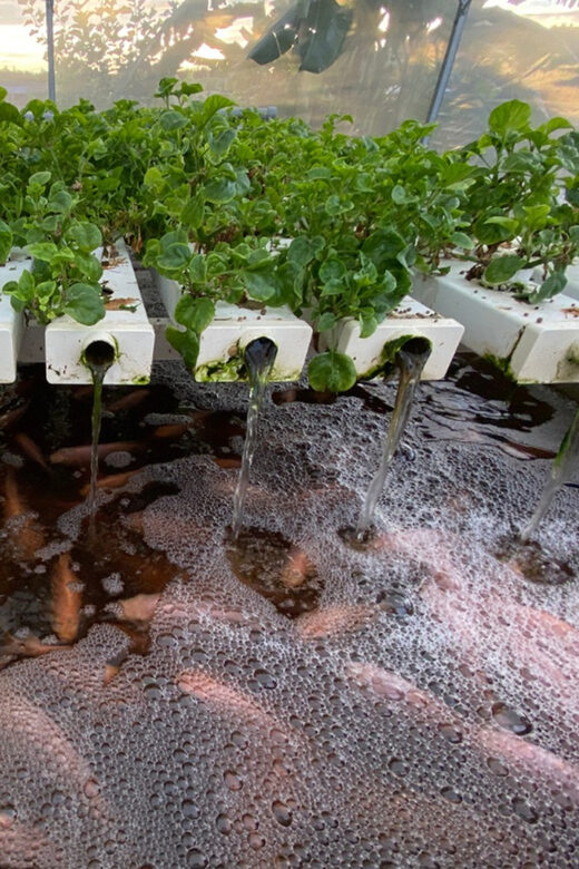 Penang: The Vanilla Village Farm Tour by Kairos - Good To Know