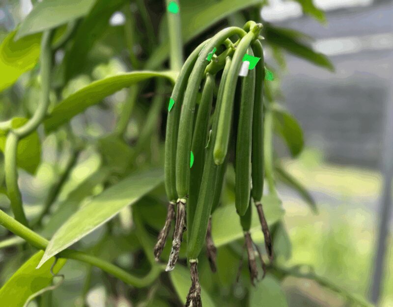 Penang: The Vanilla Village Farm Tour by Kairos - The Experience in Detail: What Makes It Special