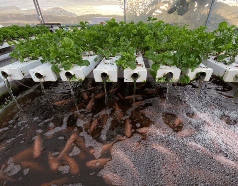 Penang: The Vanilla Village Farm Tour by Kairos - The Sum Up: Who Will Love This Tour?