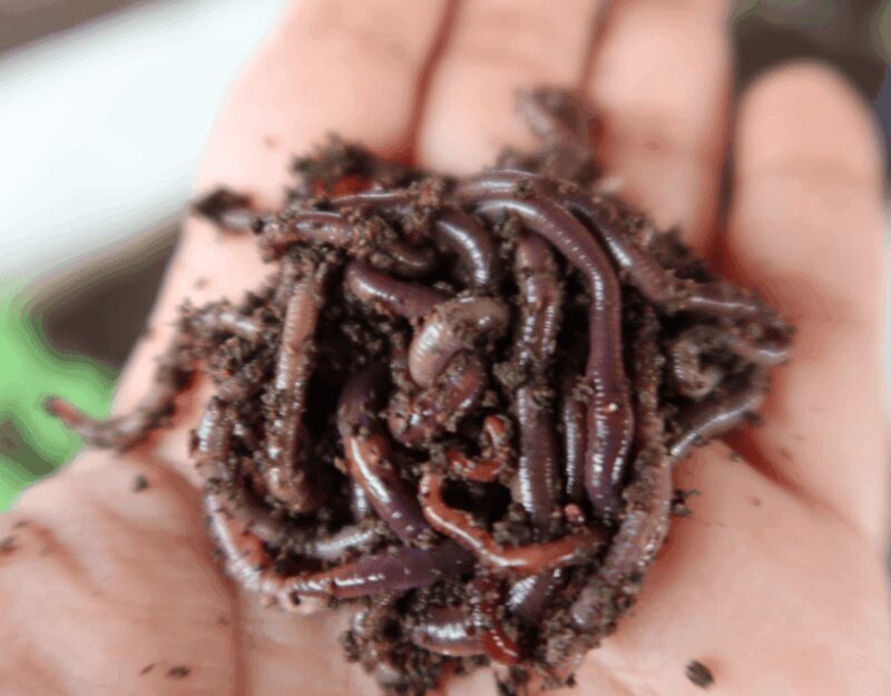 Penang: The Vanilla Village Farm Tour by Kairos - FAQ