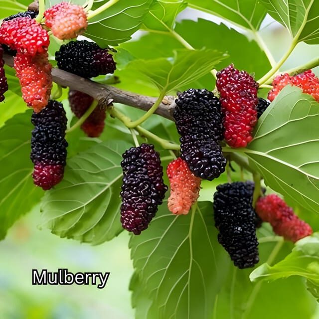 Penang: Tropical Fruit Farm Ticket - Who Would Love This Experience?