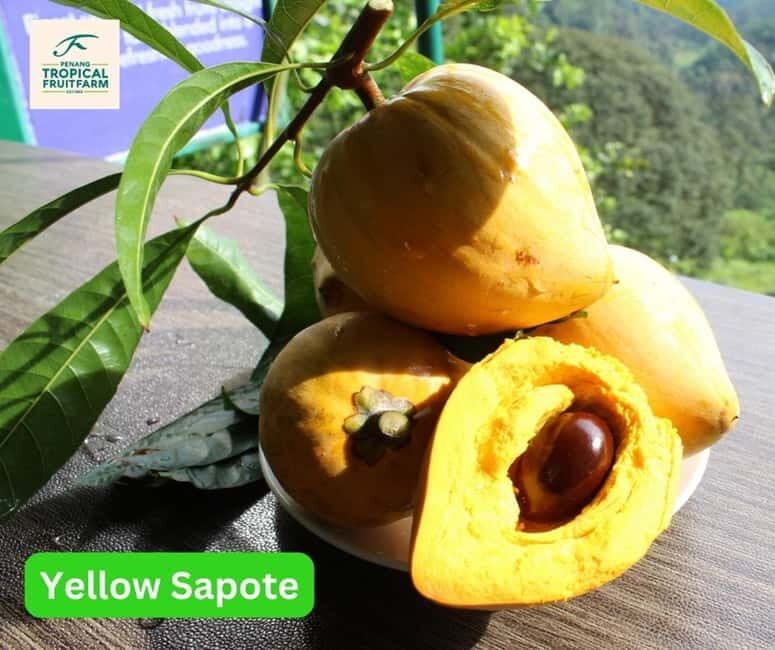 Penang: Tropical Fruit Farm Ticket - Final Thoughts: Value and Authenticity