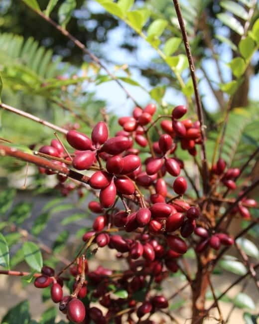 Penang: Tropical Fruit Farm Ticket - FAQ