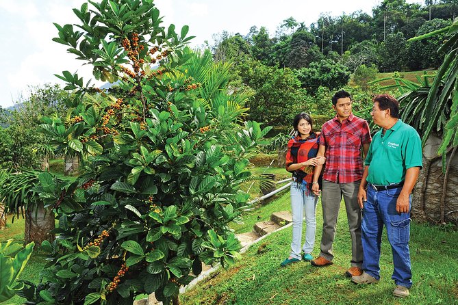Penang Tropical Fruit Farm With Fruit Tasting - Visitor Reviews