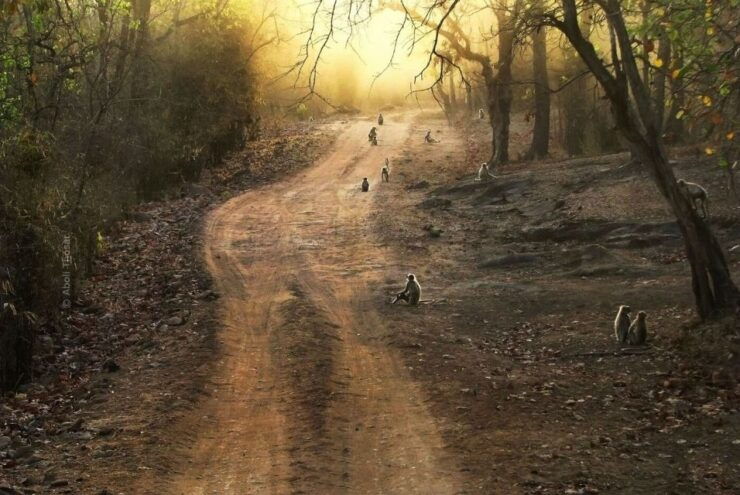 Pench National Park: Skin the Line Access to Jungle Safari - Booking and Cancellation Policy
