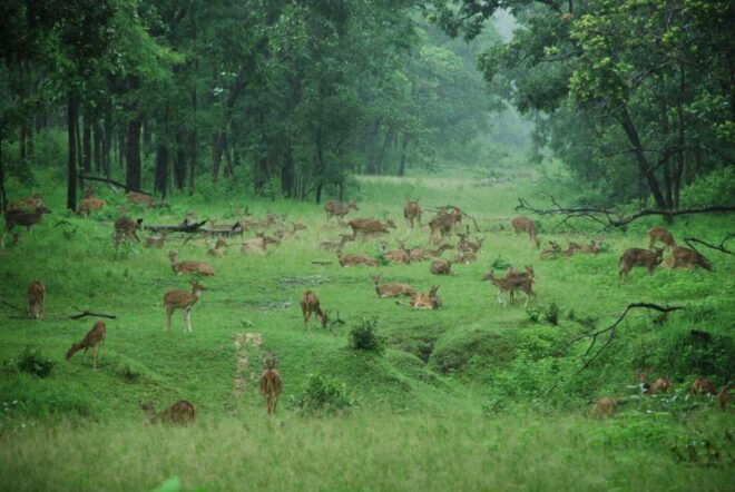 Pench National Park: Skin the Line Access to Jungle Safari - Accommodation Options Near Pench National Park