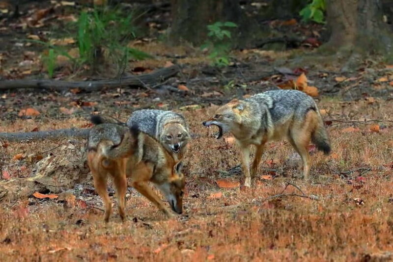 Pench National Park: Skip the Line Access to Jungle Safari - Good To Know