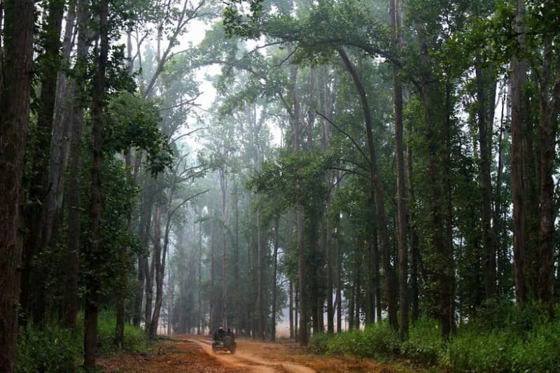 Pench National Park: Skip the Line Access to Jungle Safari - Exploring Pench National Park: The Full Experience