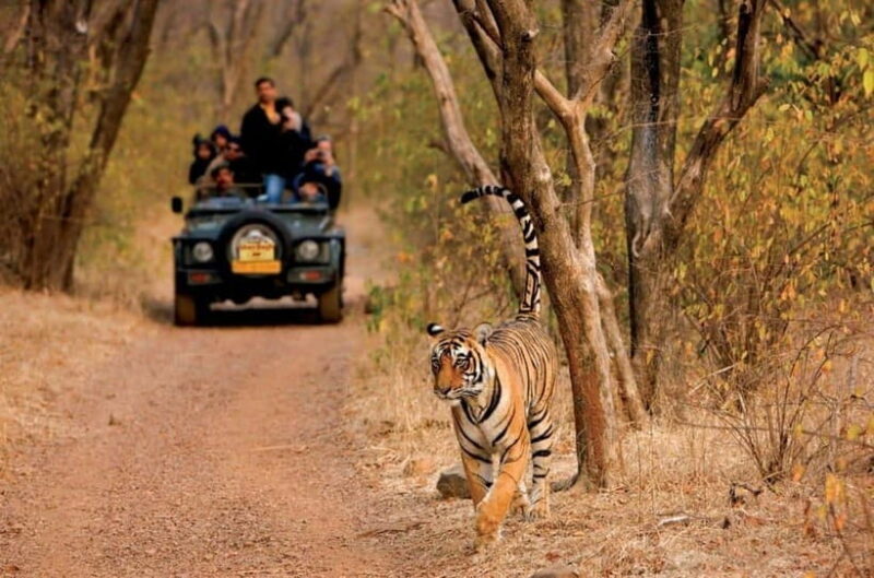 Pench National Park: Skip the Line Access to Jungle Safari - Good To Know