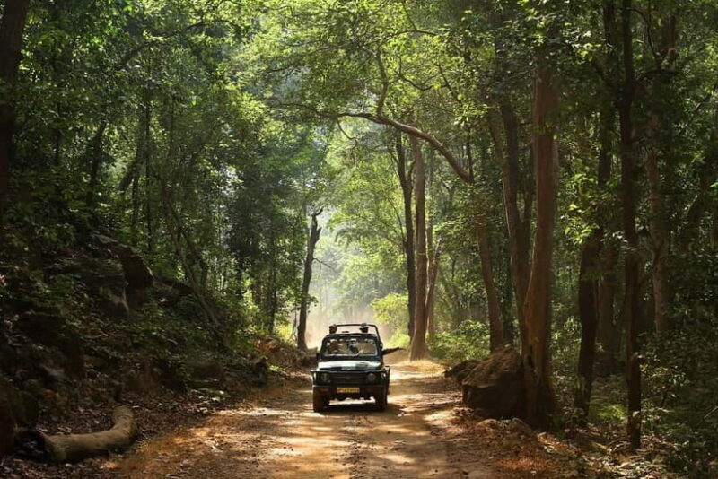 Pench National Park: Skip the Line Access to Jungle Safari - Why This Tour Offers Good Value