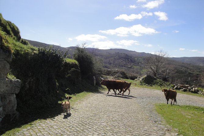 Peneda-Gerês National Park - A Time Travel Through The Mountains - - Rich Biodiversity