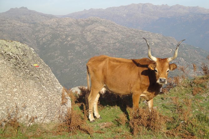 Peneda-Gerês National Park - Nature & Tastings - - Convenient Private Transportation