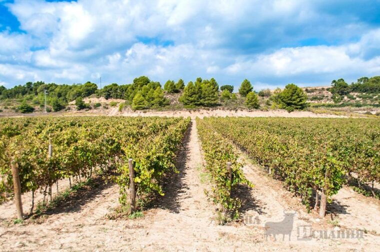 Penedes Wine Cellar Visit With Tasting From Barcelona - Accessibility and Age Requirements
