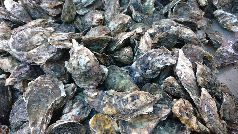Penghu Marine Ranch: Marine Palace - Squid Fishing & Seafood BBQ - A short outing with a variable pace