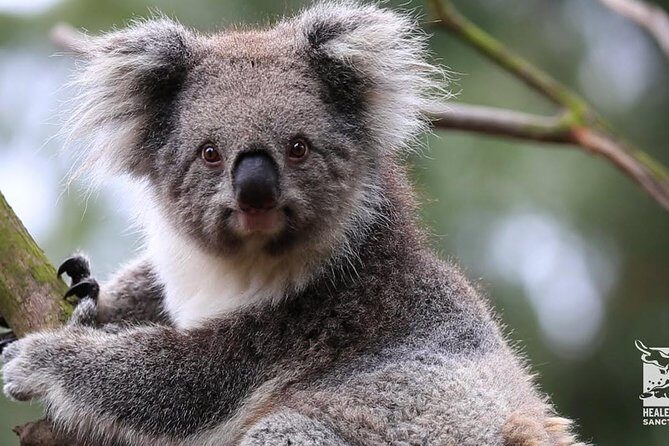 Penguin and Australian Animals Private Tour - Good To Know