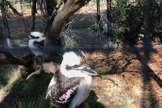 Penguin and Australian Animals Private Tour - An In-Depth Look at the Tour