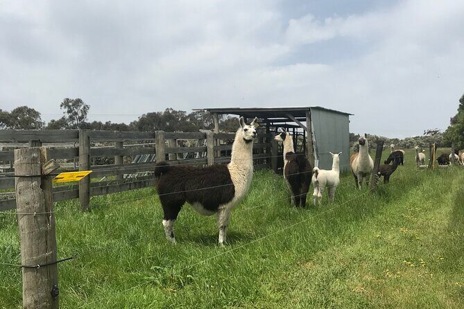 Penguin and Australian Animals Private Tour - The Sum Up