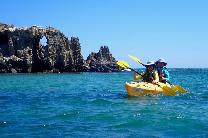 Penguin and Seal Islands Sea Kayaking Experience - Highlights
