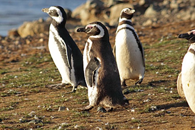 Penguin Colony in Ushuaia - Tour Details