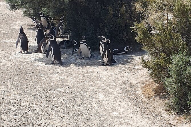 Penguin Colony & Ranch Day Tour in El Pedral - Good To Know