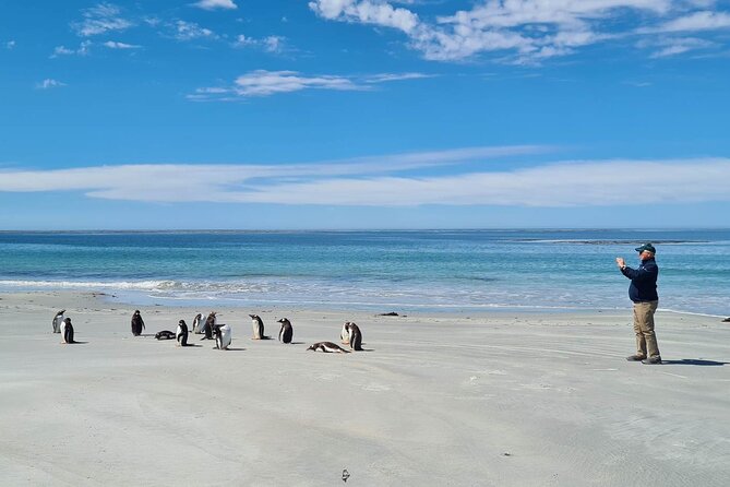 Penguin Encounter at Berthas Beach & Yorke Bay Stanley Tour - Customer Reviews and Testimonials