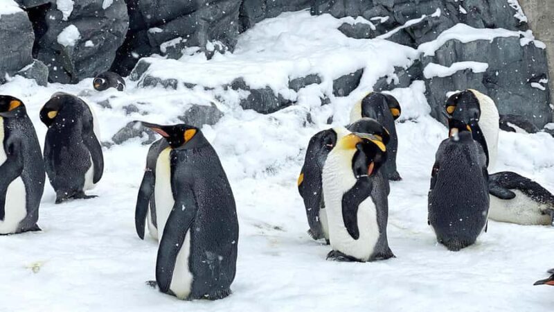 Penguin Fun & Snowmobile : Sapporo Winter (Asahiyama Zoo) - The Value of the Tour: What You’re Getting for Your Money