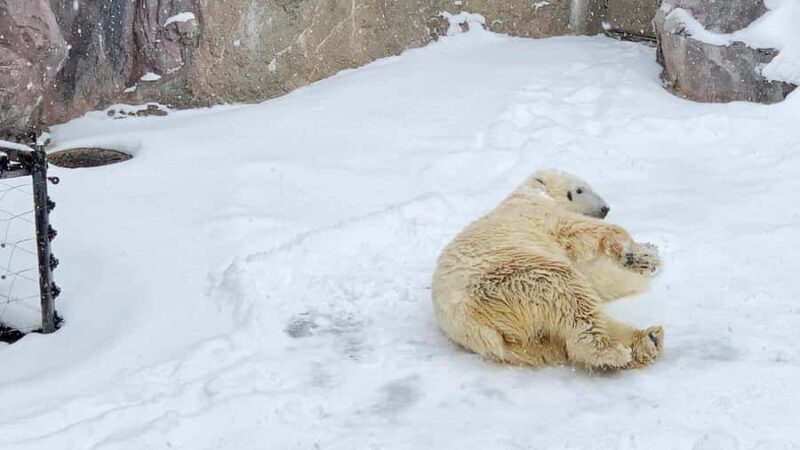Penguin Fun & Snowmobile : Sapporo Winter (Asahiyama Zoo) - What Real Travelers Say
